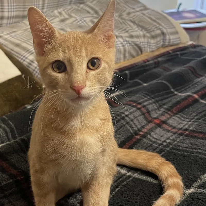 A baby small-sized male Orange / Red Domestic Short Hair cat named Hugo for adoption in Santa Fe, TX