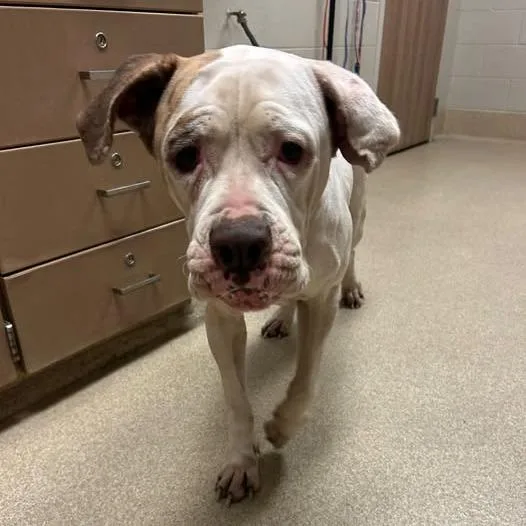 An adult medium-sized female White / Cream Cane Corso dog named Winona for adoption in Bristol, IN