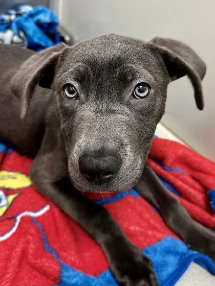 Harley Quinn thumbnail 2