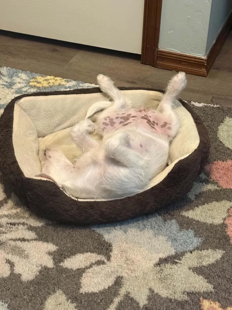 A baby small-sized female White / Cream Miniature Schnauzer dog named Lucy for adoption in Oklahoma City, OK