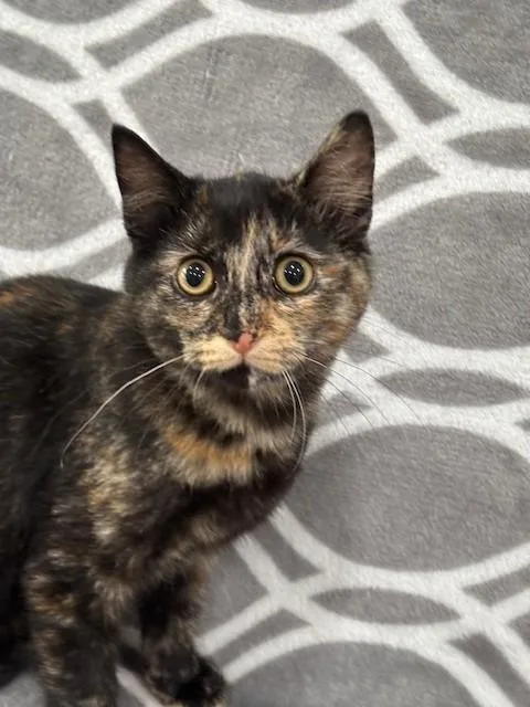 A baby medium-sized female Domestic Short Hair cat named Leilani for adoption in Warrenton, NC