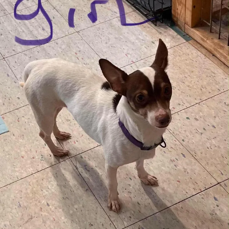 An adult small-sized female Brown / Chocolate Chihuahua dog named Marina for adoption in Boerne, TX