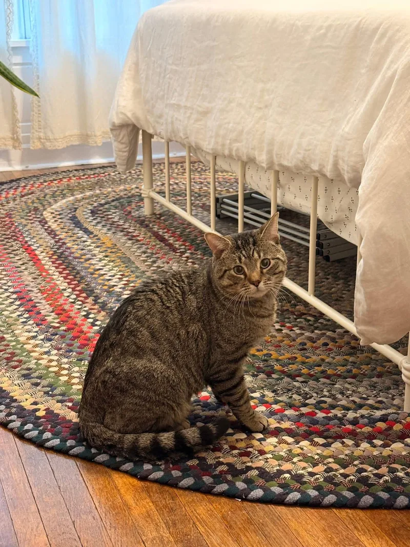 A young medium-sized male Domestic Short Hair cat named Bruce for adoption in Tonawanda, NY