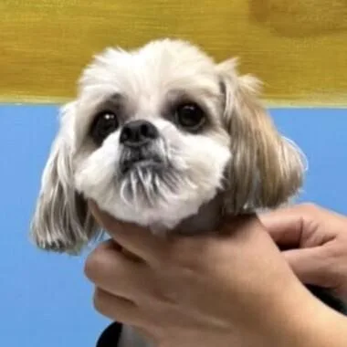 A senior small-sized male Shih Tzu dog named Oso for adoption in Long Island City, NY