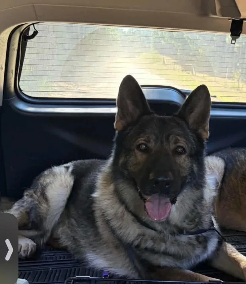 An adult large-sized male German Shepherd Dog dog named Max for adoption in Panama City, FL
