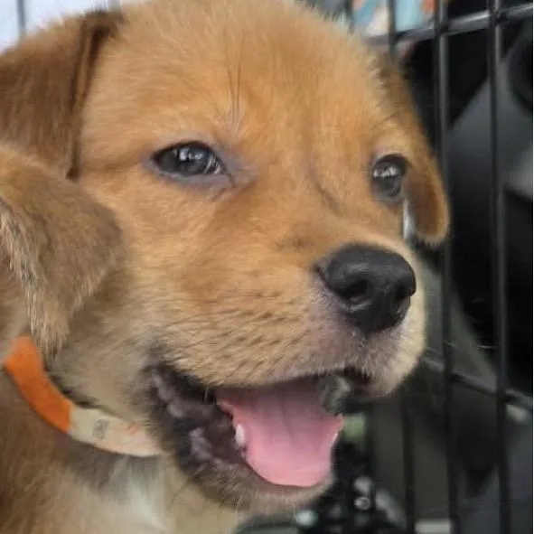 A baby small-sized male Yellow / Tan / Blond / Fawn Mixed Breed dog named Fremont for adoption in Spring Hill, KS
