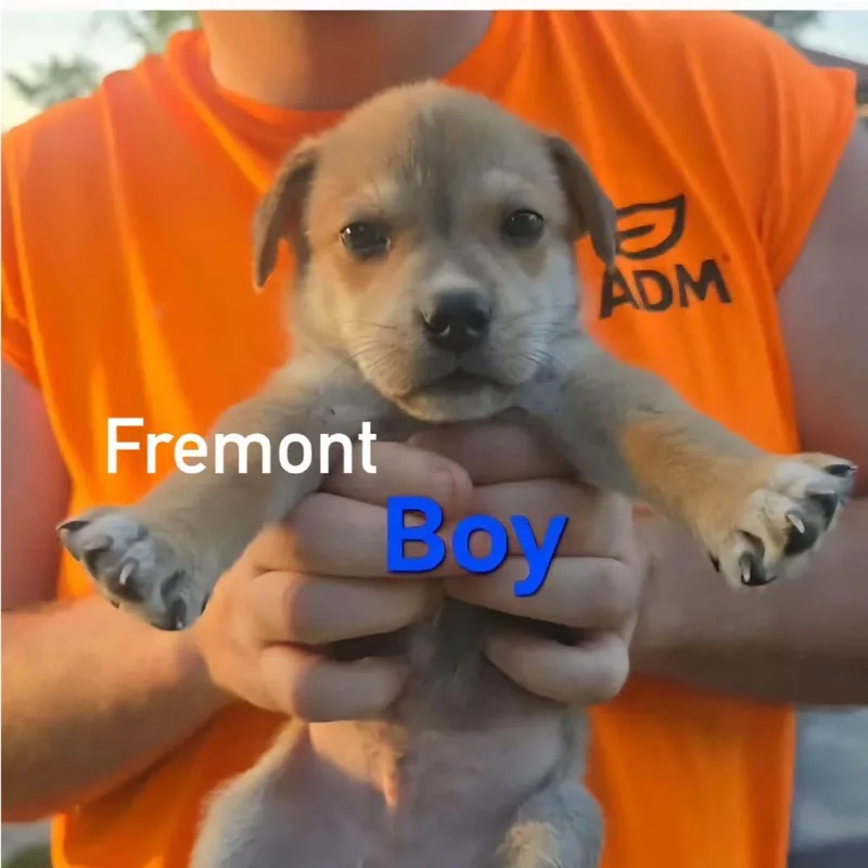 Fremont thumbnail 2