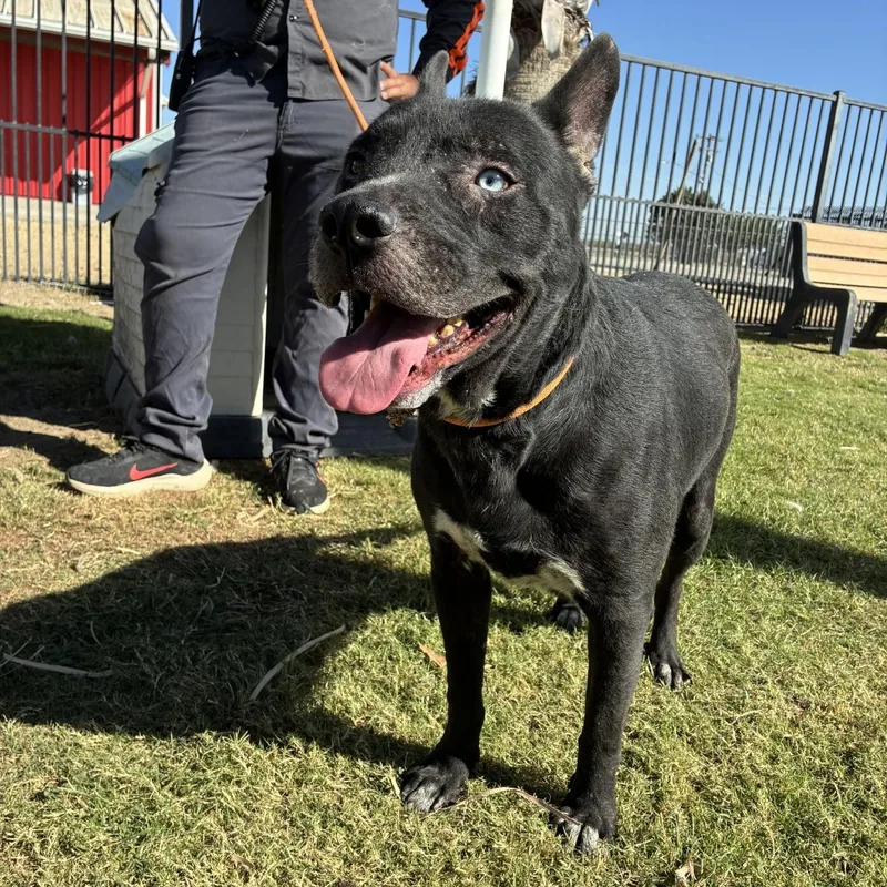 An adult large-sized male Black American Bully dog named Gordo for adoption in Delano, CA