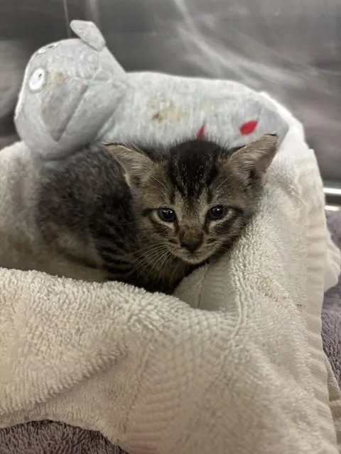 A baby small-sized female Domestic Short Hair cat named Nellie for adoption in Conroe, TX