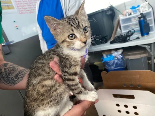 A baby medium-sized female Domestic Short Hair cat named Lucy for adoption in Dallas, TX