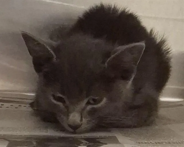 A baby small-sized female Domestic Short Hair cat named Bott for adoption in Olathe, KS