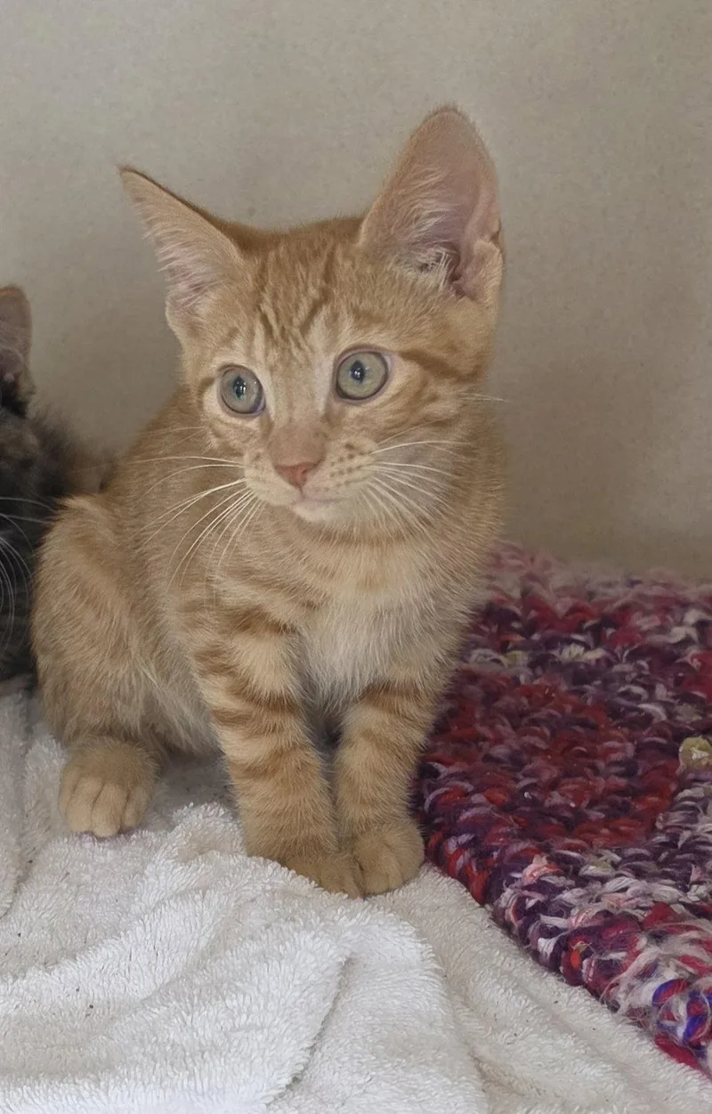 A young medium-sized male Domestic Short Hair cat named Bristol for adoption in Hollywood, MD