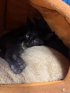 A baby medium-sized male Black Domestic Short Hair cat named Scar for adoption in Louisville, KY