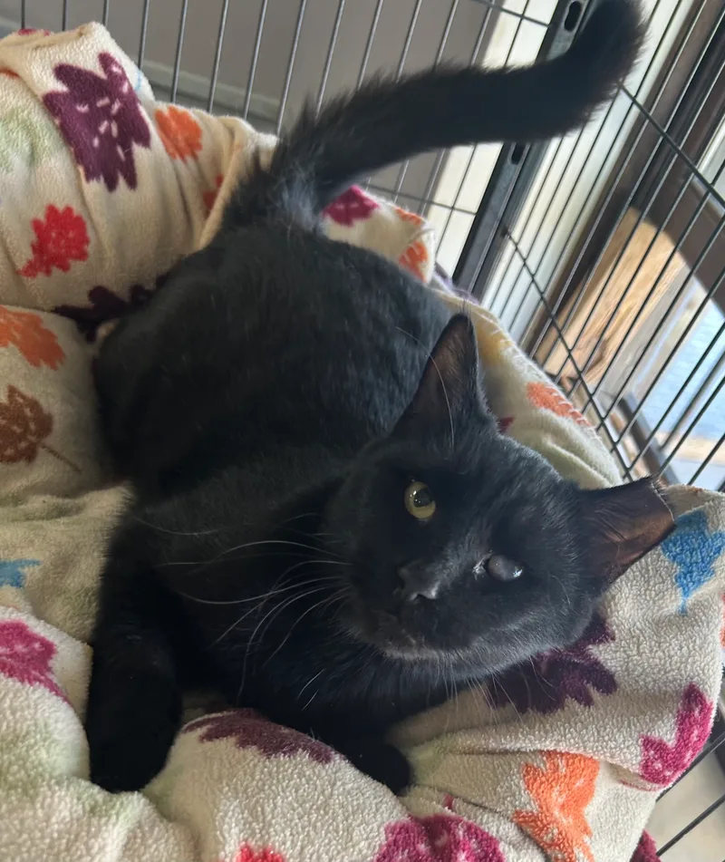 Fetty Wap thumbnail 2