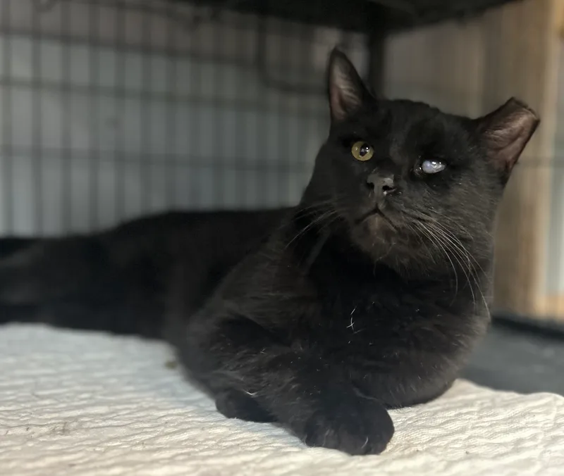 Fetty Wap thumbnail 3