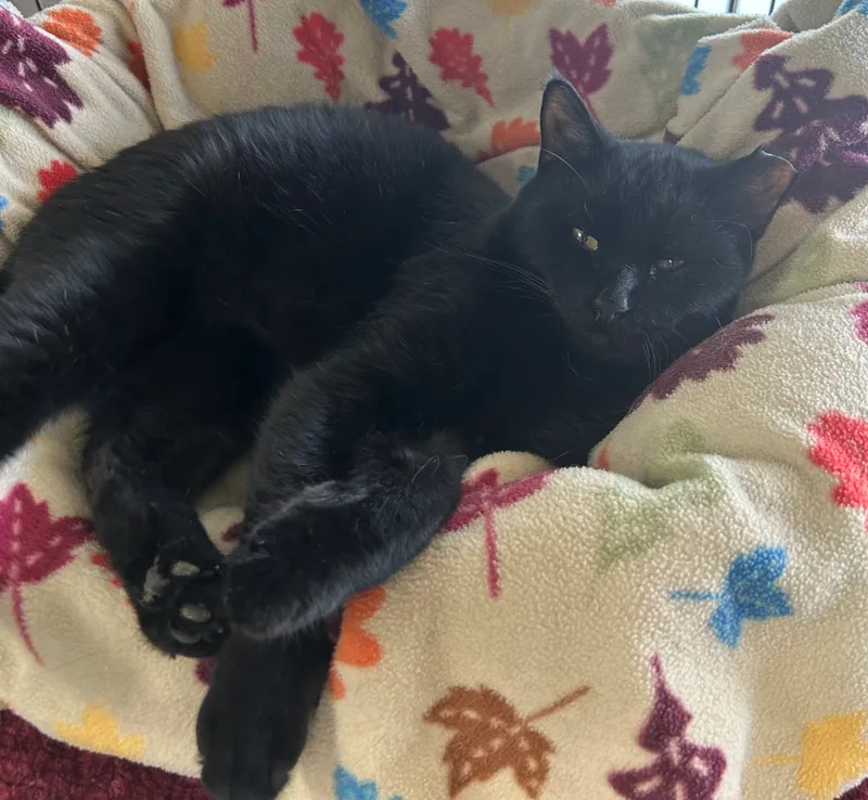 Fetty Wap thumbnail 4