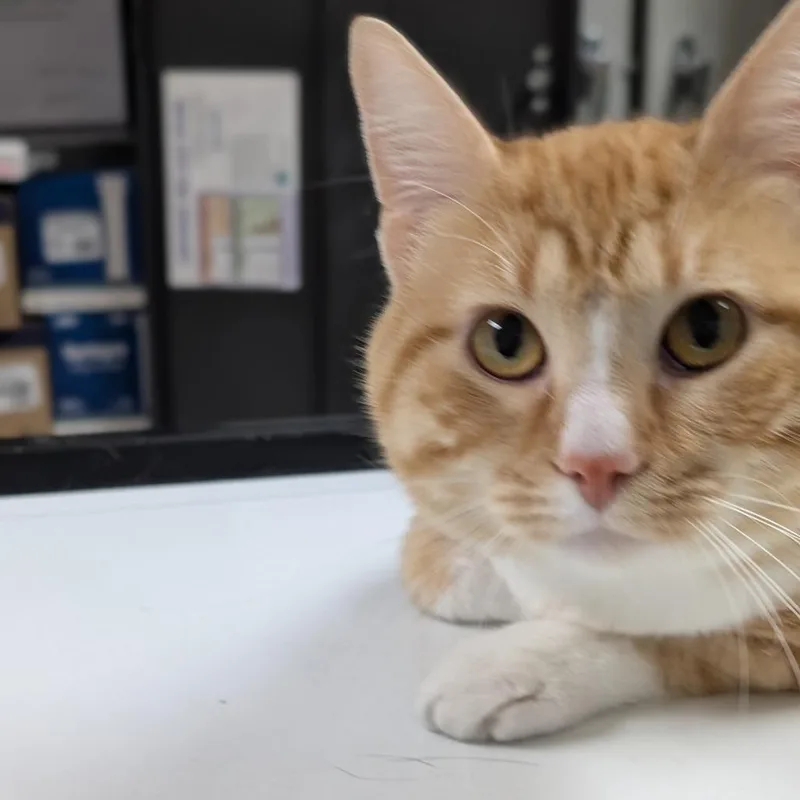 A young medium-sized male Orange / Red Domestic Short Hair cat named Asteroid for adoption in Canton, IL