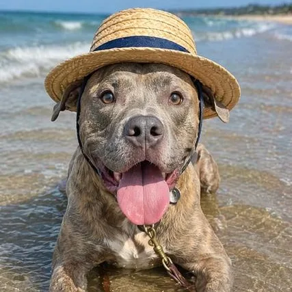 A young large-sized male Hound dog named Tiger for adoption in Palm Harbor, FL