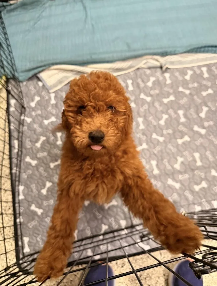 A baby small-sized female Red / Chestnut / Orange Goldendoodle dog named Ana Maria for adoption in Richmond, TX