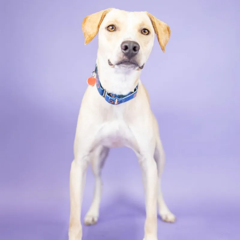 An adult medium-sized male Yellow / Tan / Blond / Fawn Mixed Breed dog named Pj for adoption in Portland, OR