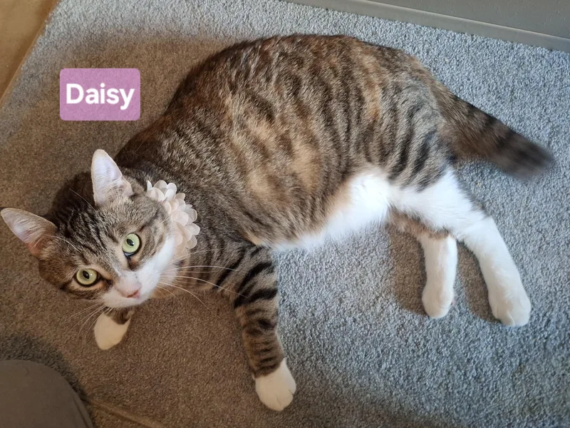 A young medium-sized female Tabby (Brown / Chocolate) Domestic Short Hair cat named Daisy Rancho Cucamonga for adoption in Yorba Linda, CA