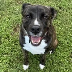 An adult medium-sized male Black American Staffordshire Terrier dog named Rocco for adoption in Liverpool, TX