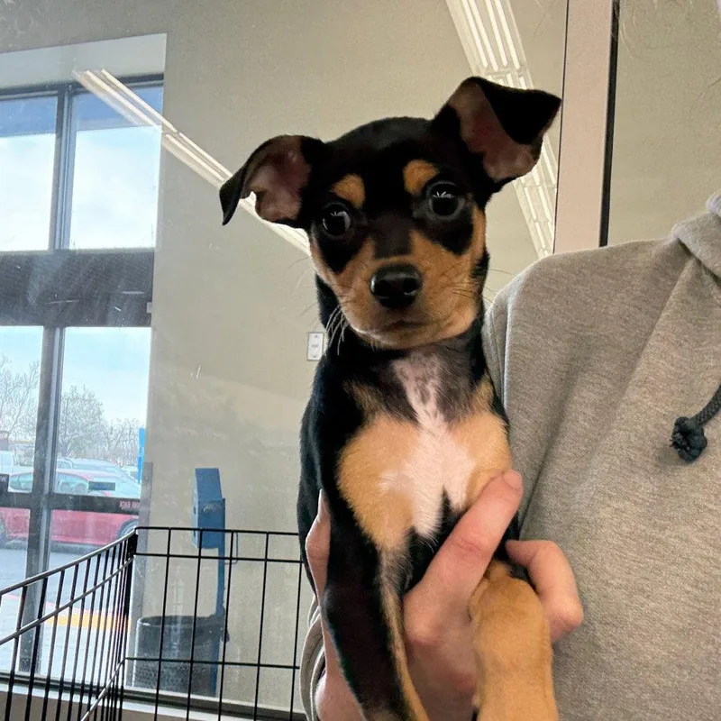 A young small-sized male Dachshund dog named Benito for adoption in Chico, CA