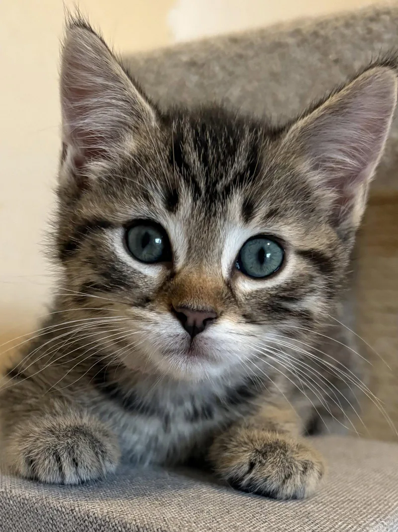 Topanga