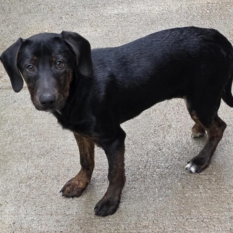 A baby small-sized male Black Mixed Breed dog named Shorty for adoption in Farmersville, OH