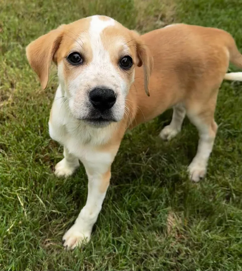 A baby large-sized female Yellow / Tan / Blond / Fawn German Shorthaired Pointer dog named Arrow for adoption in Calera, AL