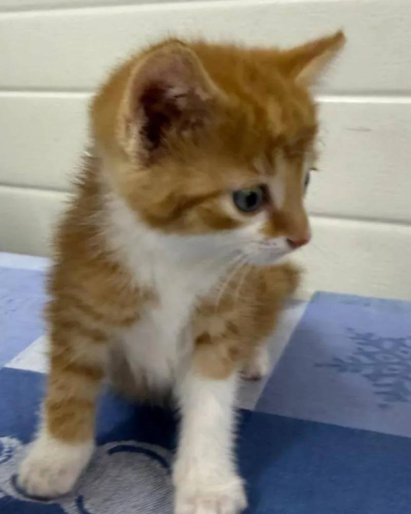 A young small-sized male Domestic Short Hair cat named George for adoption in Lagrange, IN