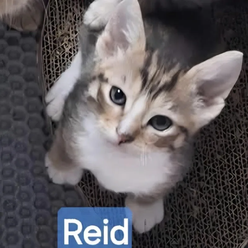 Reid