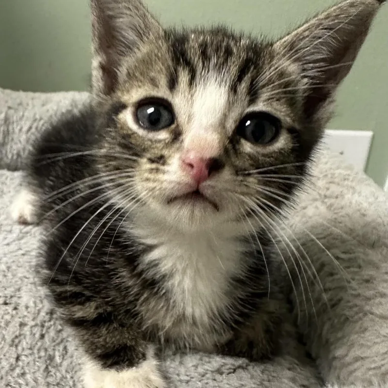 A baby small-sized female Black Domestic Short Hair cat named Cleo for adoption in Volcano, HI
