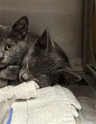 A baby small-sized male Domestic Short Hair cat named Patrick for adoption in Los Angeles, CA