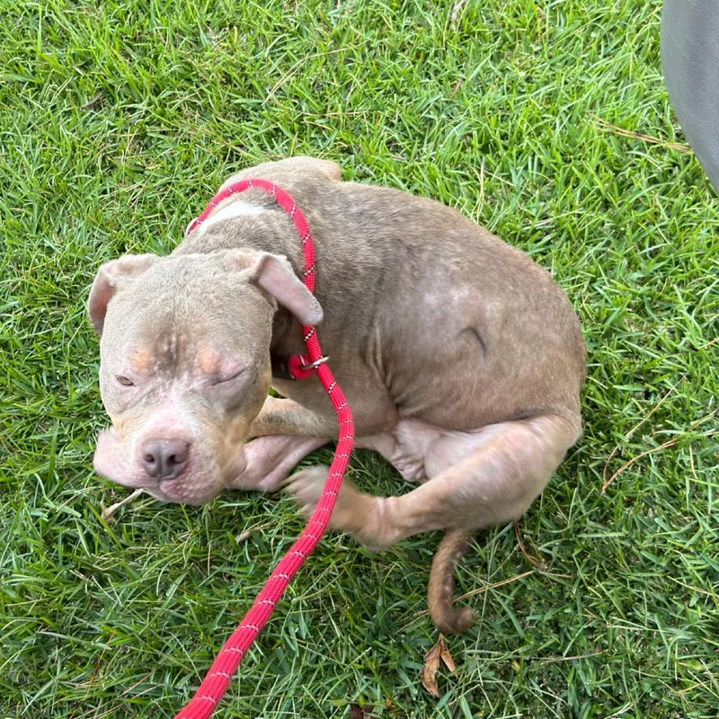 An adult medium-sized male Yellow / Tan / Blond / Fawn Mixed Breed dog named StrayGoodsonDrive"Oslo " for adoption in Columbus, GA