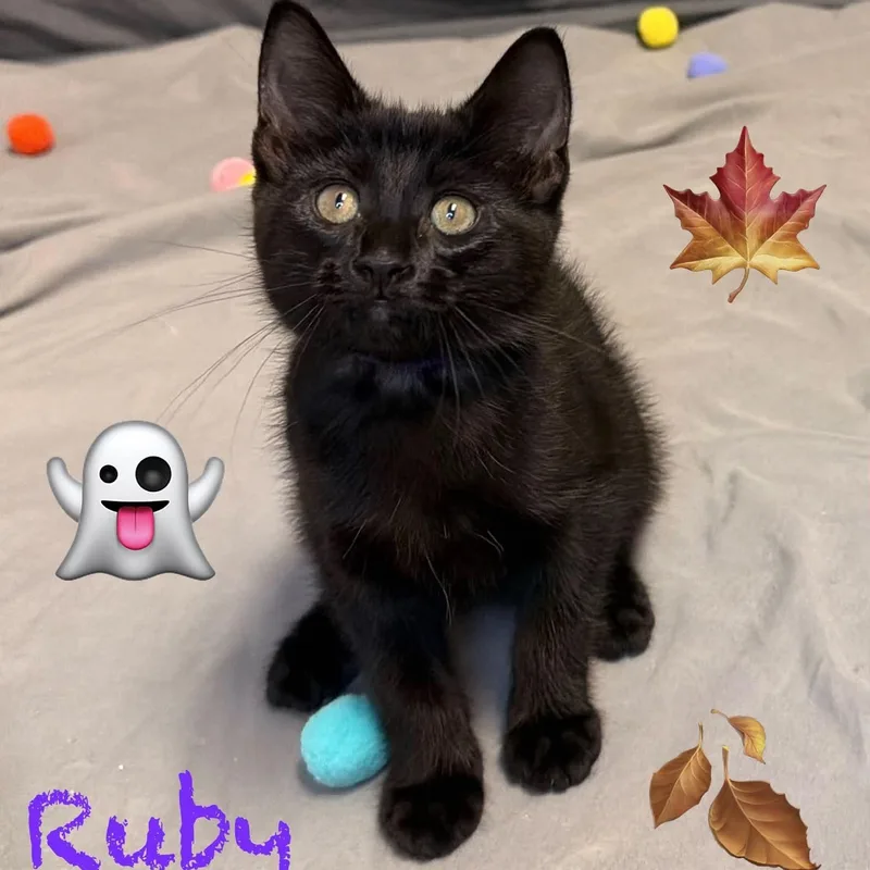 A baby medium-sized female Black Bombay cat named Ruby for adoption in Wyandotte, MI