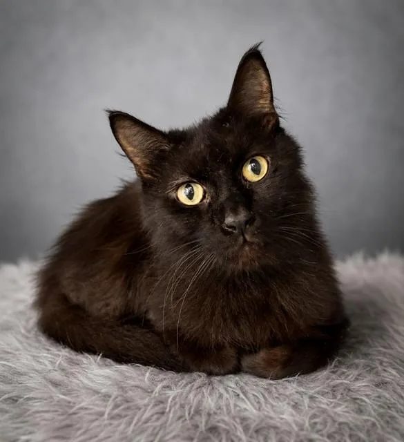 An adult small-sized male Domestic Short Hair cat named Peter Parker for adoption in Westminster, MD