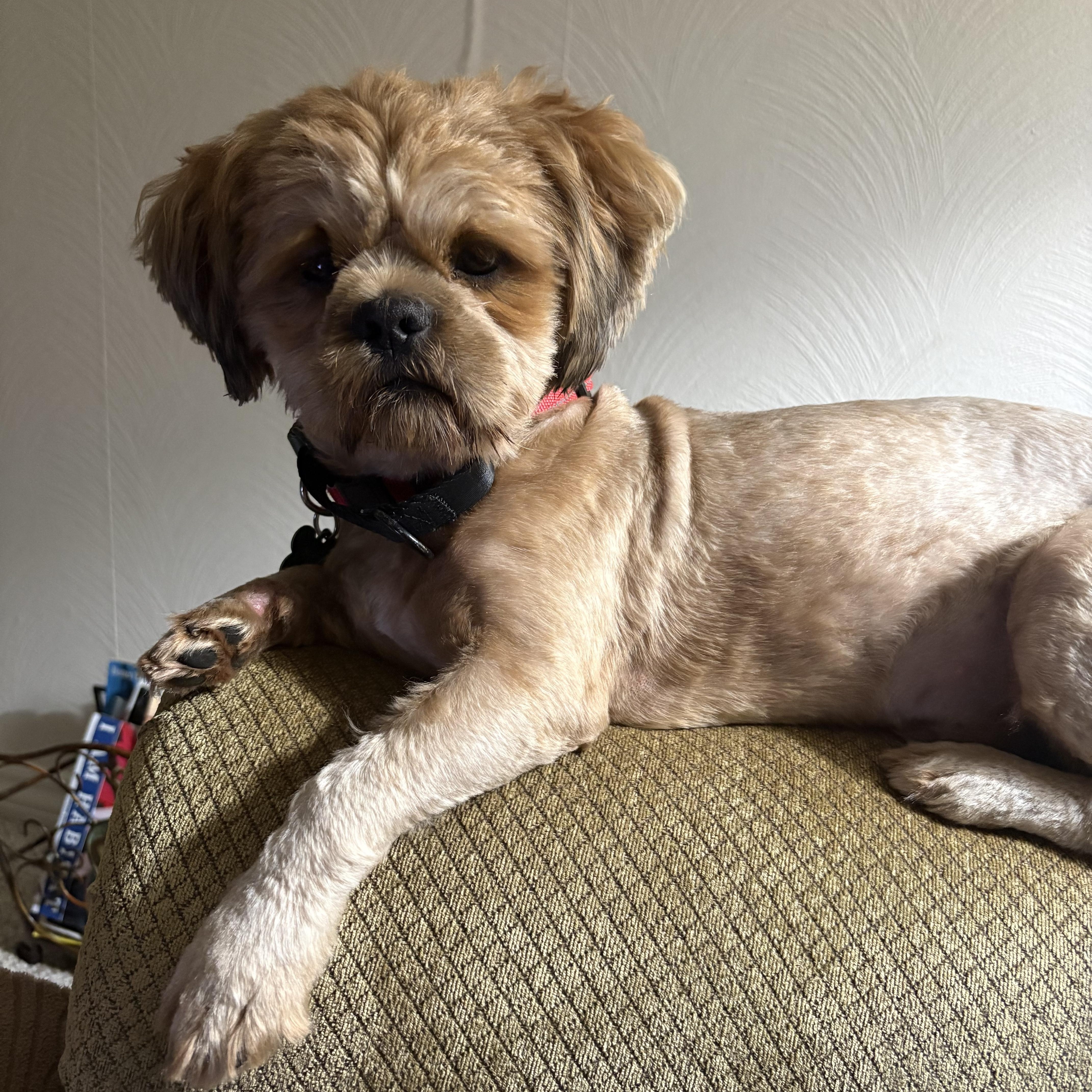 A young small-sized male White / Cream Shih Tzu dog named Gus for adoption in Coppell, TX