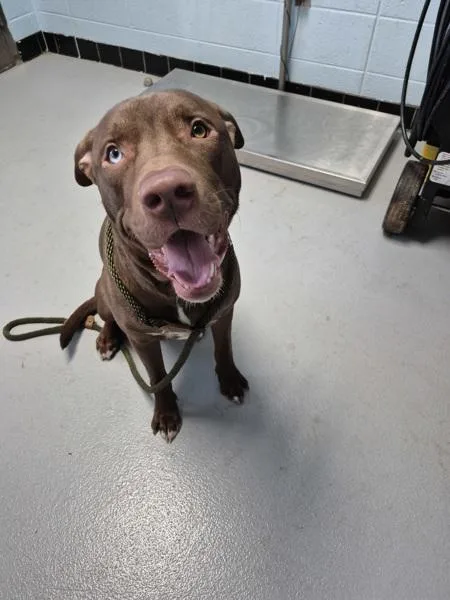 An adult large-sized male Labrador Retriever dog named Pen  Snickers for adoption in Lawrenceville, GA
