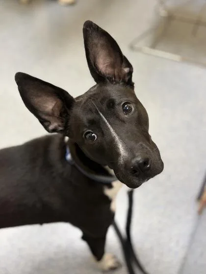 An adult large-sized female Shepherd dog named Dakota for adoption in Westland, MI
