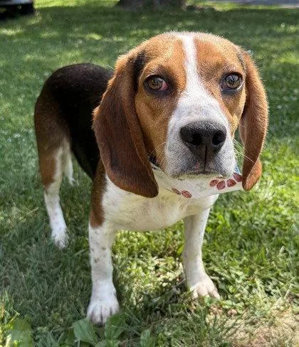 An adult small-sized male Beagle dog named Mojo Jojo for adoption in Midland, VA