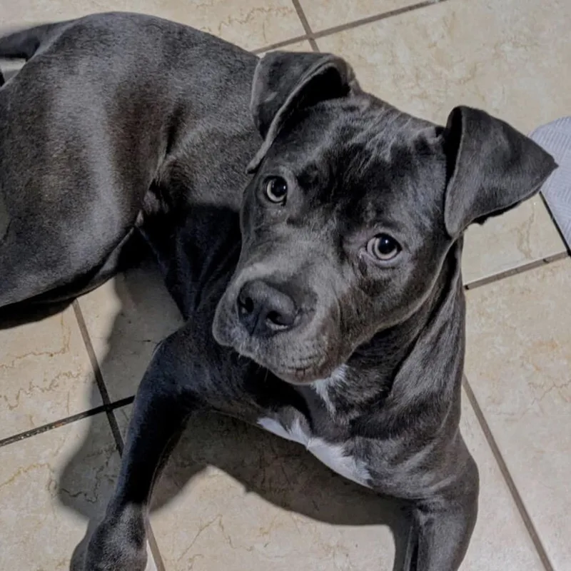 A baby medium-sized female Bicolor Pit Bull Terrier dog named Grace for adoption in Naperville, IL