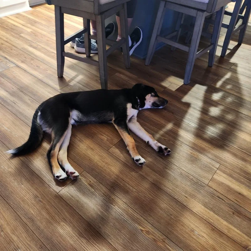 A young medium-sized male Beagle dog named Sanderson for adoption in Minneapolis, MN