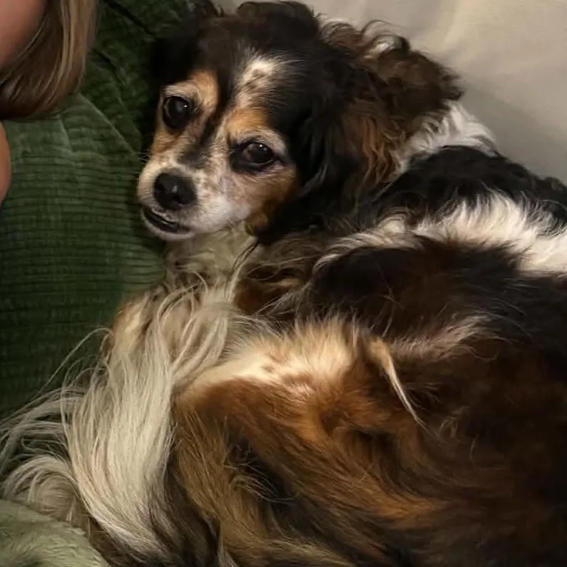 PEPPER aka Moose Tracks thumbnail 3