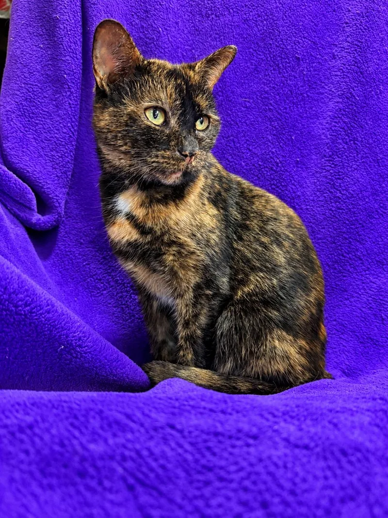 A young medium-sized female Tortoiseshell cat named Veronica for adoption in Smicksburg, PA