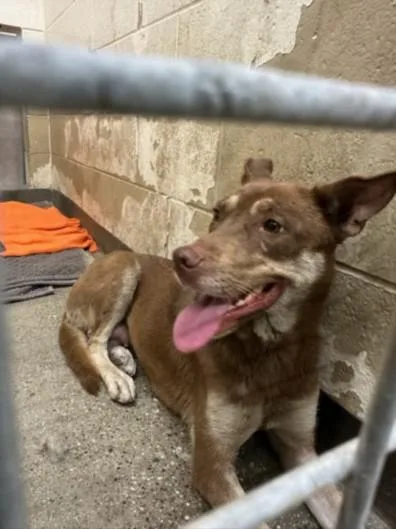 A young medium-sized female German Shepherd Dog dog named Roxy for adoption in Los Angeles, CA