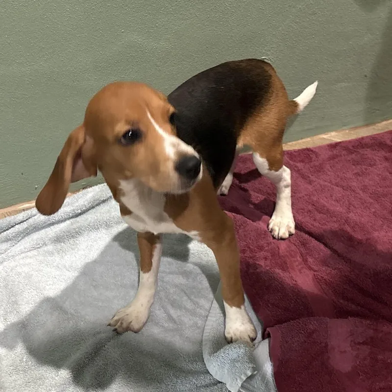 A baby small-sized female Yellow / Tan / Blond / Fawn Beagle dog named GSE aka Raven for adoption in LOXAHATCHEE, FL