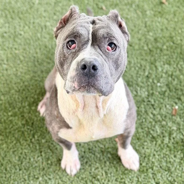 An adult large-sized female Pit Bull Terrier dog named Dime for adoption in Tavares, FL