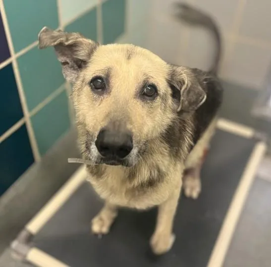 An adult large-sized male German Shepherd Dog dog named Ace for adoption in Houston, TX