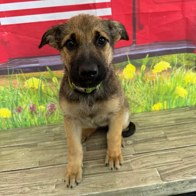 A baby medium-sized female Black Shepherd dog named Jamie for adoption in Normal, IL